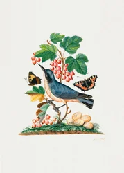 Subalpine Warbler