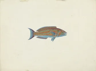 A Fish, El Hudderi Imbo