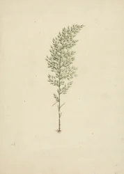 Arundinaria alpina K. Schum. (African Bamboo): Finished Drawing of Habit with Roots
