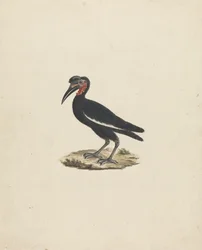 Bocorvus abyssinicus (Abyssinian Ground Hornbill)