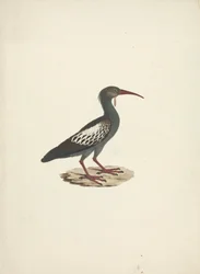 Bostrychia carunculata (Wattled Ibis)