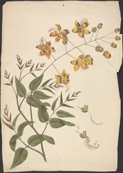 Cassia Fistula (Purging Cassia): Finished Drawing of Leafy Shoot with Flowers