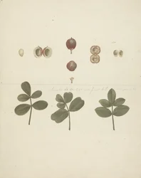 Commiphora gileadensis (L.) C. Chr. (Balm of Gilead, Opobalsam): finished drawing of fruit, dissected fruits, and leaves