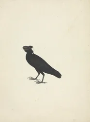 Corvus crassirostris (Thick-Billed Raven)