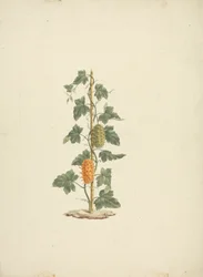 Cucumis metuliferus Naud (Wild Cucumber): finished drawing