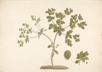 Euphorbia helioscopia L. (Sun Spurge): finished drawing of flowering plant with details of flowers and leaf and fruit