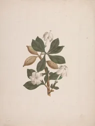 Gardenia ternifolia Schum. & Thonn. (Wild Gardenia): Finished Drawing