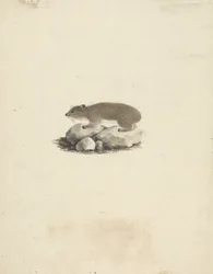 Heterohyrax brucei (Yellow-Spotted Rock Hyrax)