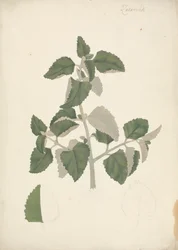 Labiatae: finished drawing of a leafy shoot, without flowers