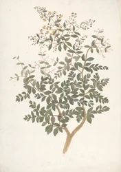 Lawsonia inermis L. (Henna): finished drawing of a flowering leafy shoot