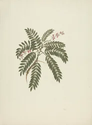 Millettia ferruginea (Hochst) Baker: Finished Drawing