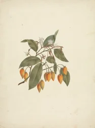 Mimusops kummel A. DC.: Finished Drawing with Some Flowers