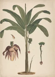 Musa x sapientum L. (Banana): finished drawing with details of inflorescence