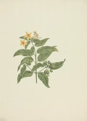 Mussaenda arcuata: Finished Drawing Without Details