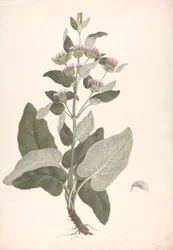 Phlomis herba-venti L. (finished drawing)