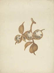 Sterculia africana (Lour.) Fiori: Finished Drawing of Stem with Seed Pods, Some Open Showing Seeds