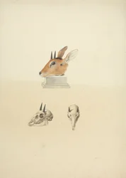 Unidentified Madoqua (Dik-dik): study of head and skull