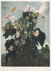 The Temple of Flora, or Garden of Nature: The Oblique-leaved Begonia, 1800