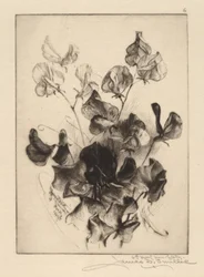 Sweet Peas