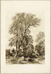Elm and Birch, from The Park and the Forest