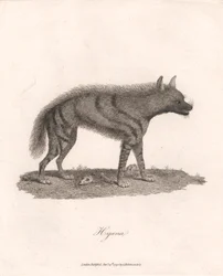 Hyena