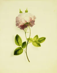 A Pink Rose
