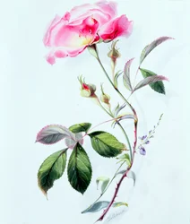 A Rose