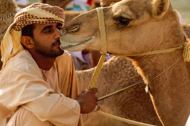 An Omani kisses his soft-eyed camel at the National Day Camel Race. Al Falaj District...
