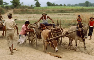A bullock cart gets bogged down in the heavy dust on a bad road, Sebin Village, Burma