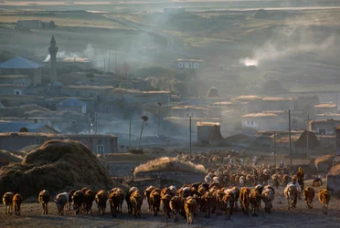 A large herd of cattle moves to pasture through a dusty rural town. Enrentepe, Turkey