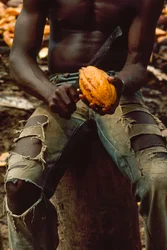 A man splitting a cacao pod (detail)