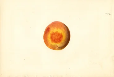 Peach (Prunus persica: Elberta)