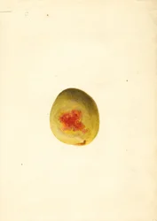 Peach (Prunus persica: Elberta)