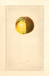 Russet Apple (Malus domestica)