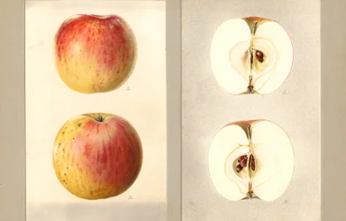 Wilson June Apples (Malus domestica)