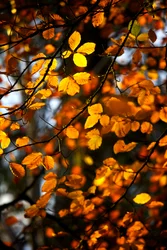 Yellow and Gold Autumn Leaves Still on the Branch of a Tree