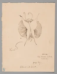 Butterfly (recto); Fragment of Butterfly (verso)