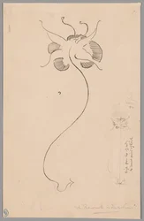 Butterfly (front); Study of Butterfly (back)