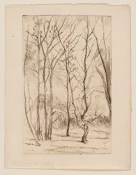 The Dam Wood
