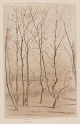 The Dam Wood