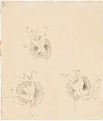 Three Butterflies