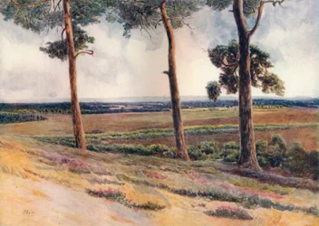 View from Staple Hill