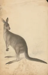 A Kangaroo with Three Kangaroos in the Background