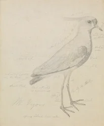 A Lapwing