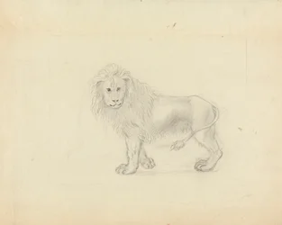 A Lion