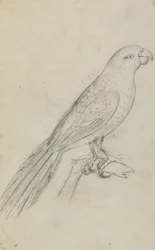 A Parrot