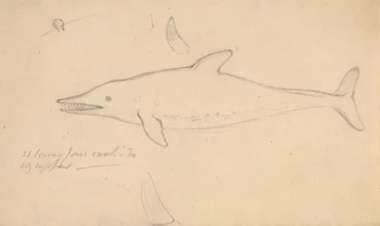 A Porpoise?