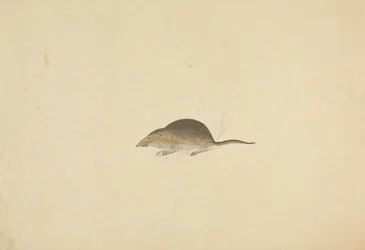 A Shrew