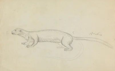 A Weasel