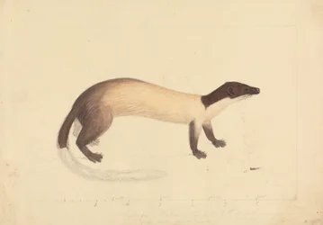 A Weasel